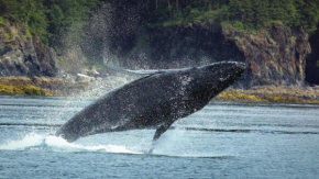 Suite View at Auke Bay - REDUCED PRICE ON TOURS